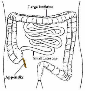 Where the appendix is situated in the body