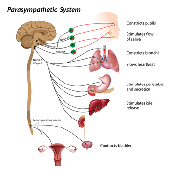 autonomic neuropathy