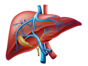 life without a gallbladder