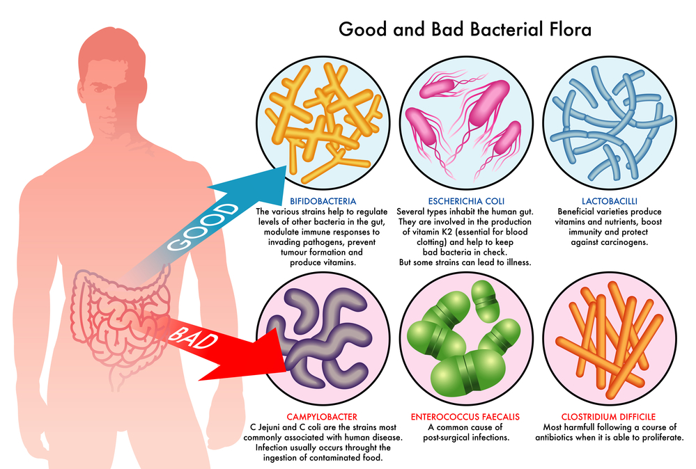 friendly bacteria