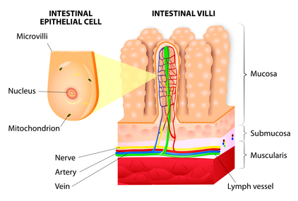 leaky gut