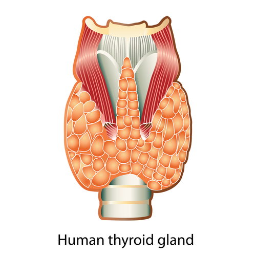 thyroid health