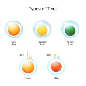 T cells - regulatory
