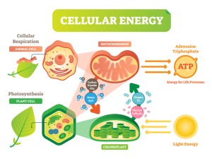 Mitochondrial Dysfunction