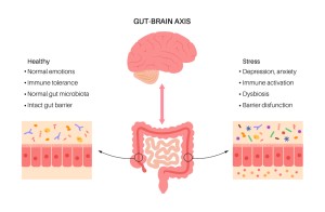 how the gut brain connections works