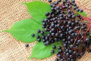 Elderberry Benefits