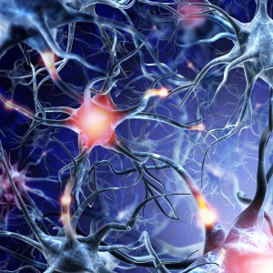 Nerve Support Formula