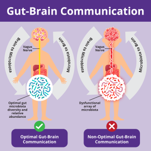 Gut brain connection