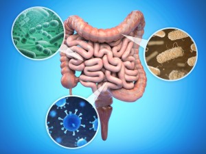 gut health
