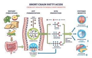 butyrate a short chain fatty acid
