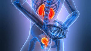 urinary wellness