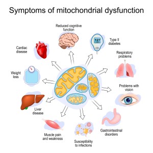 mitochondrial dysfunction